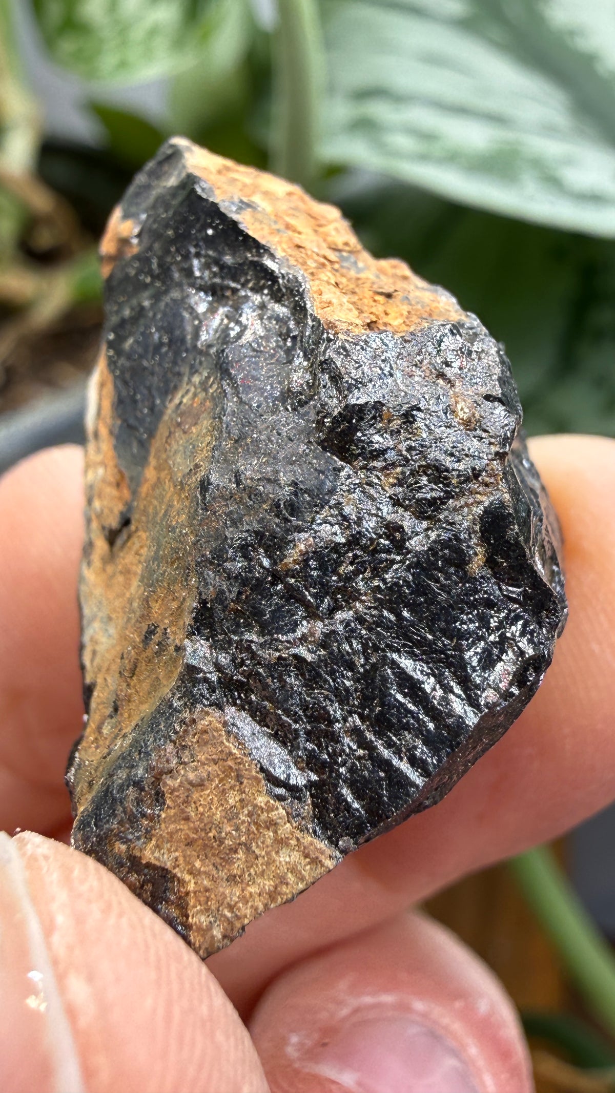 Euxenite-(Y)- Sahamandrevo Pegmatite, Ambohimasina, Betafo District, Vakinankaratra, Madagascar