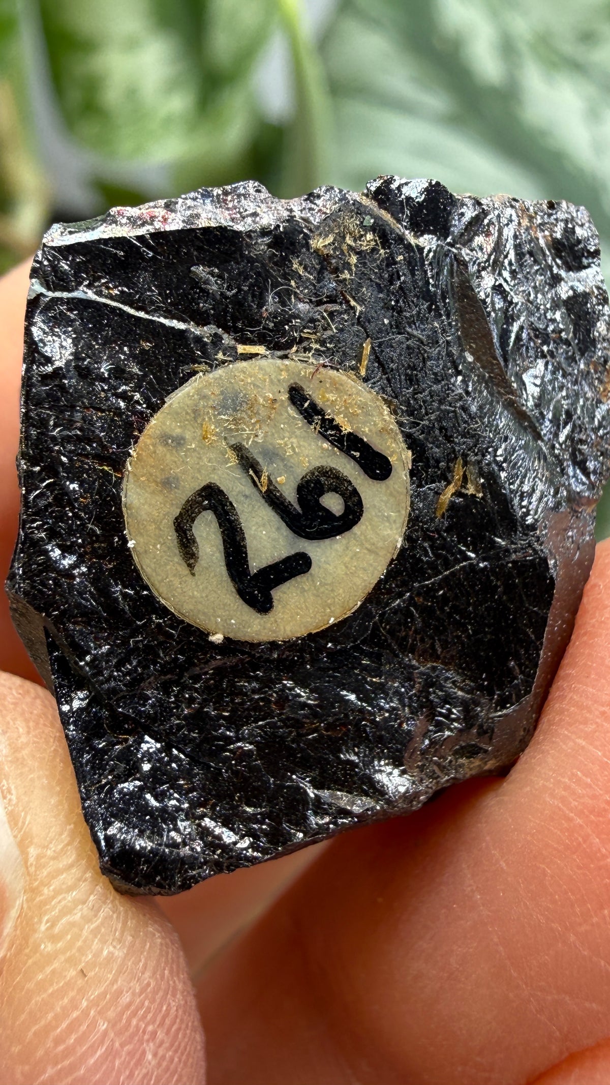 Euxenite-(Y)- Sahamandrevo Pegmatite, Ambohimasina, Betafo District, Vakinankaratra, Madagascar