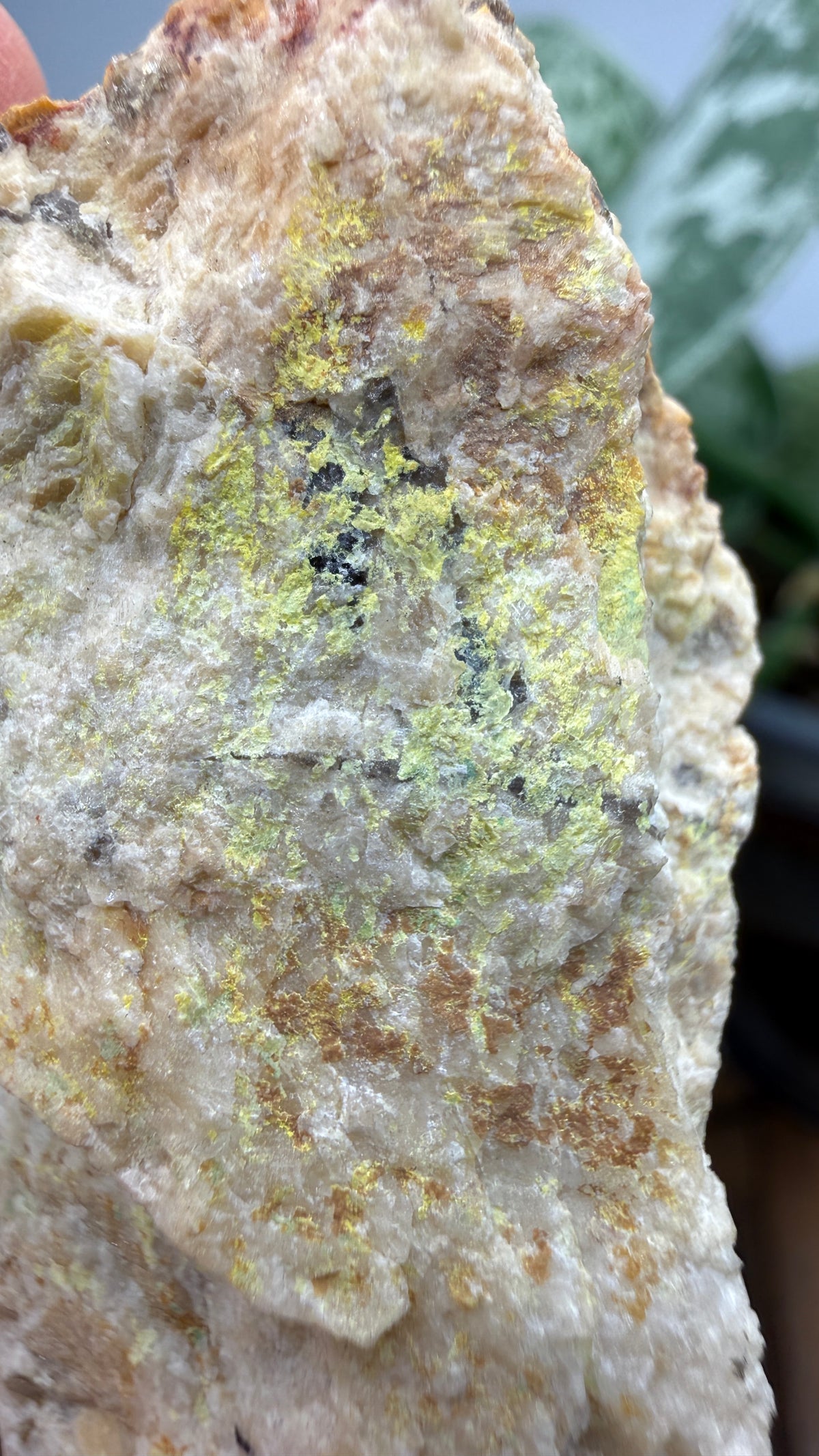 Autunite, Uranophane & Manganapatite– Canada