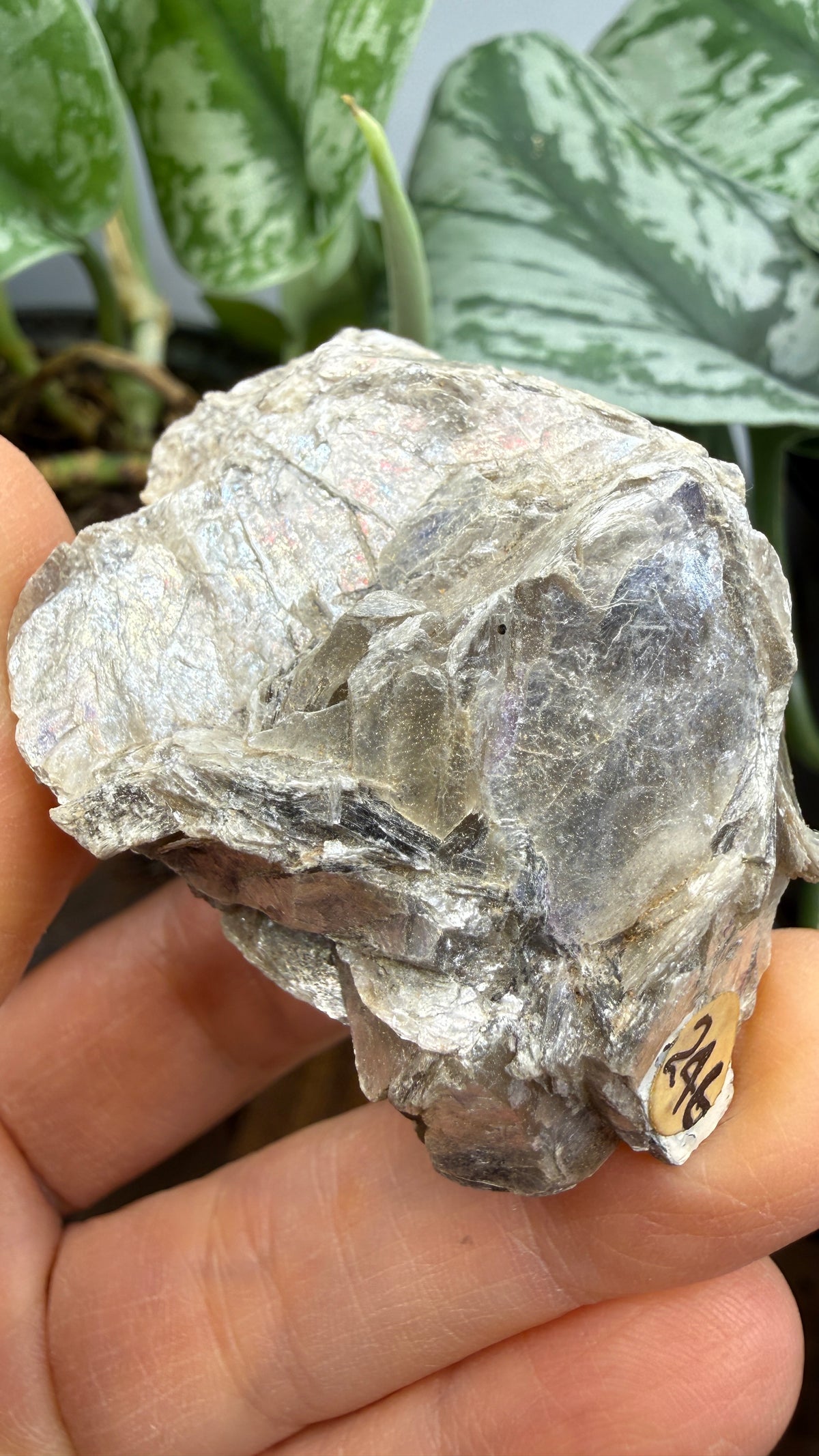 Margarodite (Muscovite–Paragonite Mica)– Connecticut