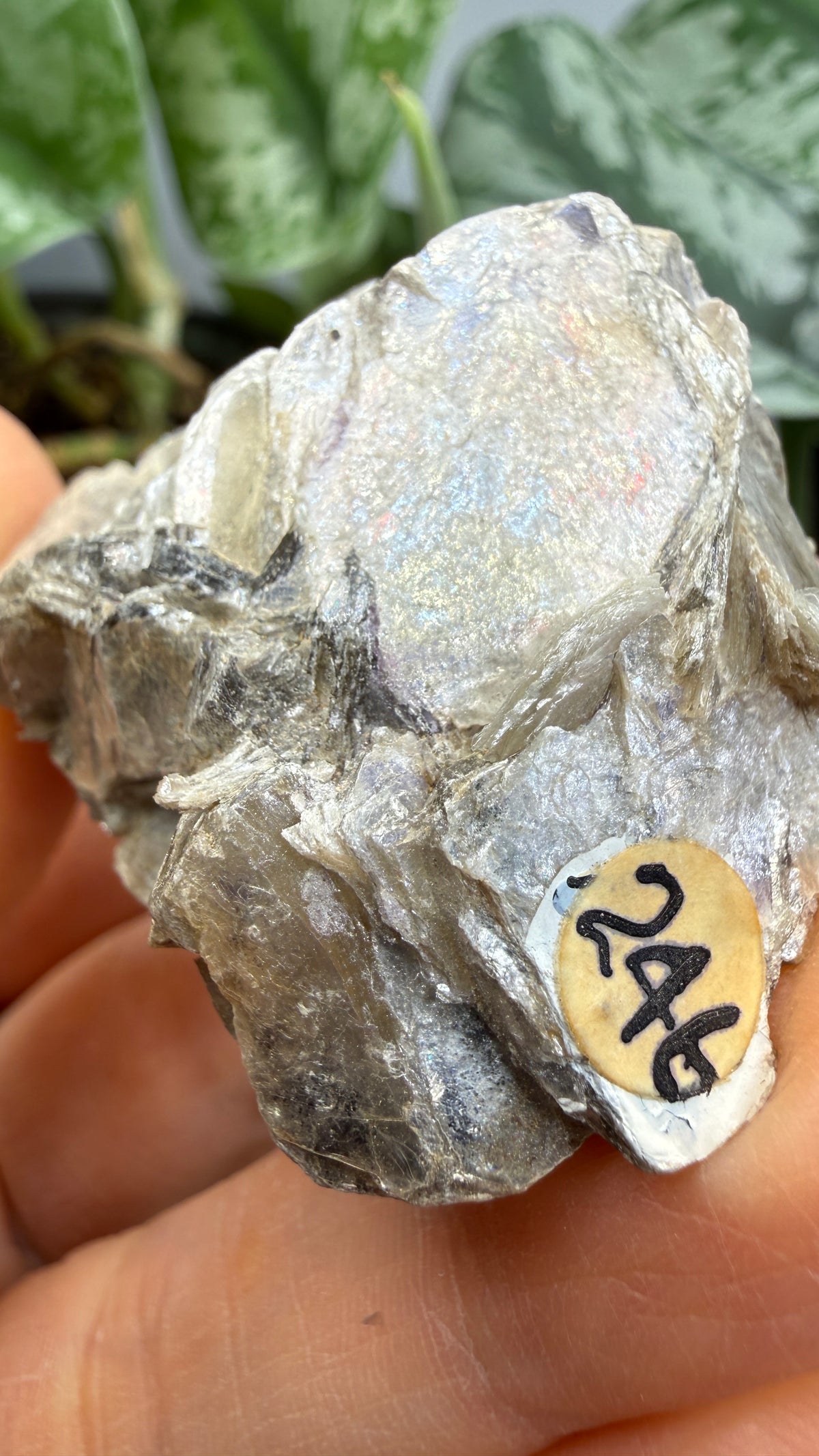 Margarodite (Muscovite–Paragonite Mica)– Connecticut
