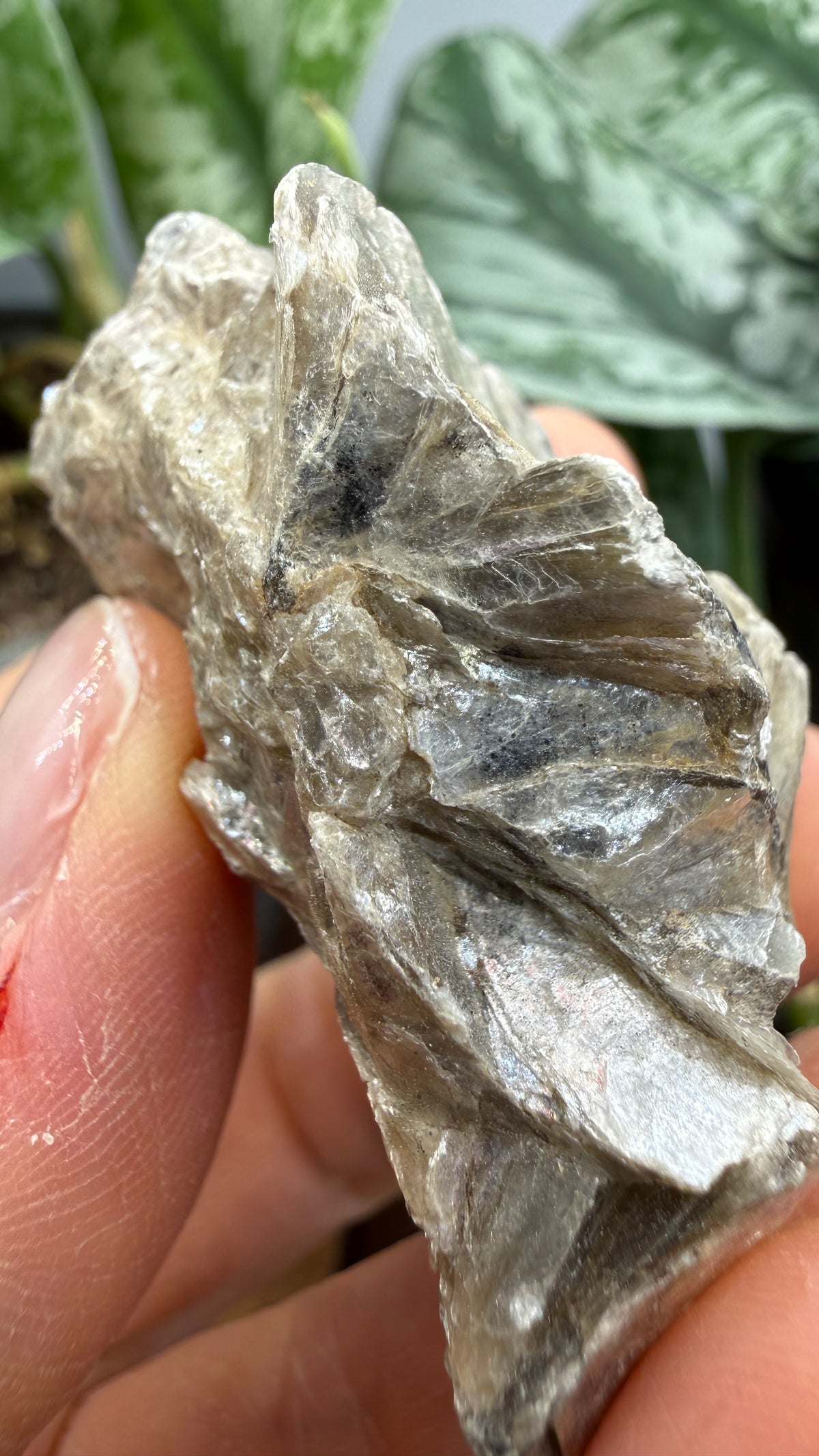Margarodite (Muscovite–Paragonite Mica)– Connecticut