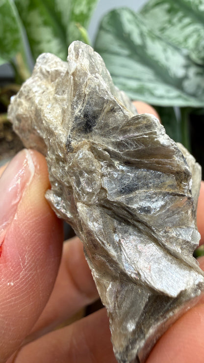Margarodite (Muscovite–Paragonite Mica)– Connecticut