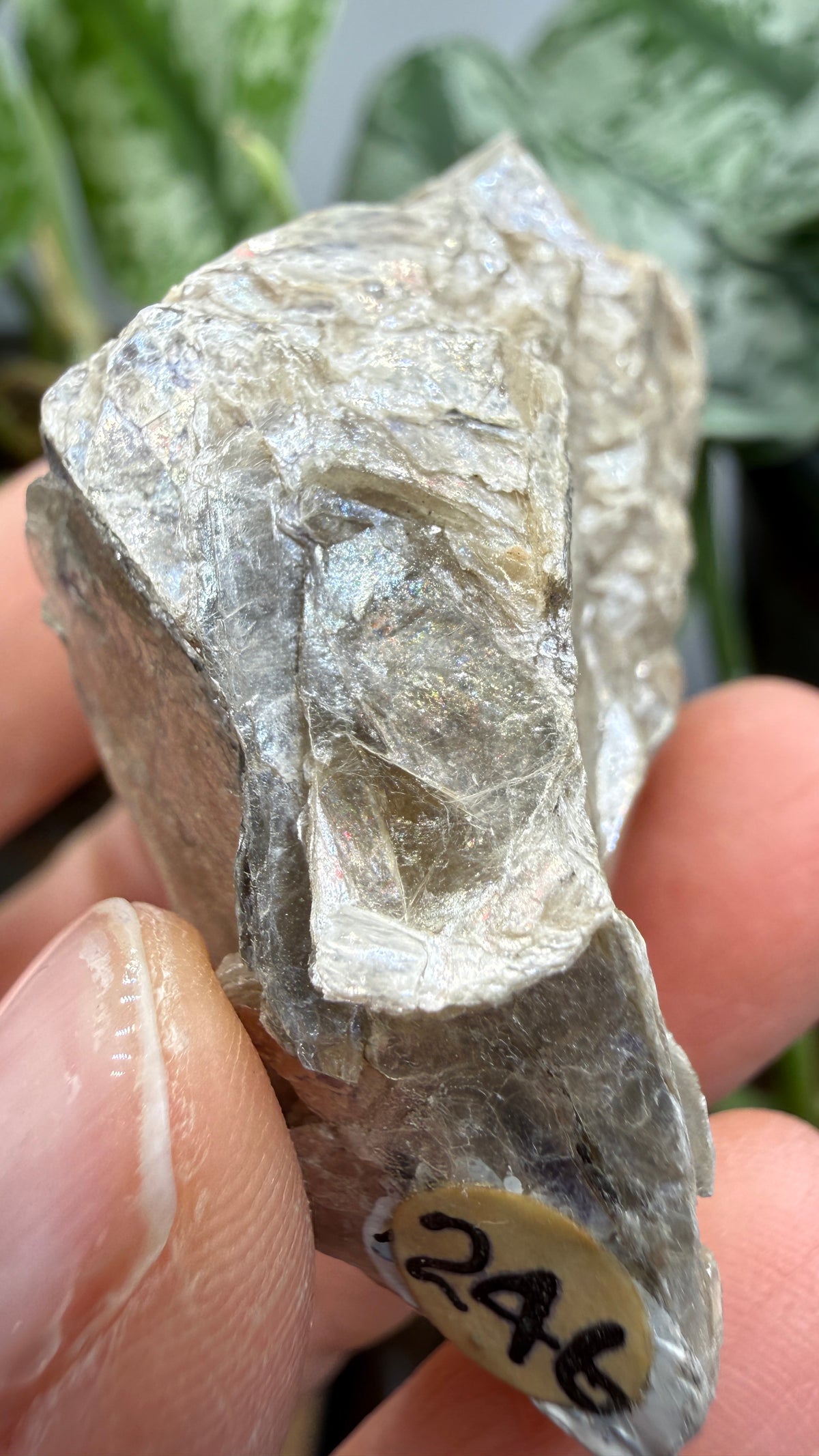 Margarodite (Muscovite–Paragonite Mica)– Connecticut
