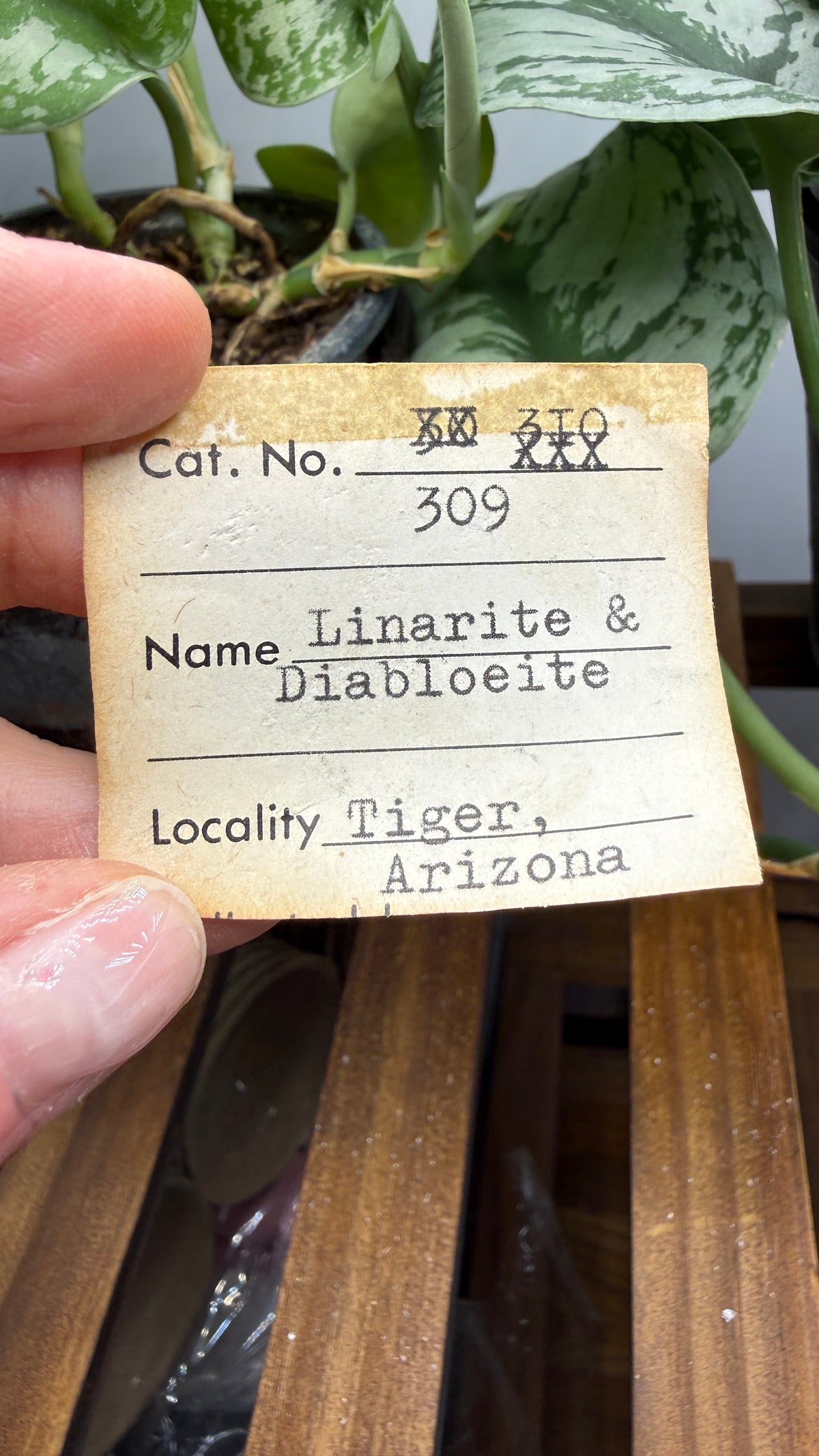Linarite & Diaboleite- Mammoth-Saint Anthony Mine, St. Anthony deposit, Tiger, Mammoth Mining, Pinal Co, Arizona, USA