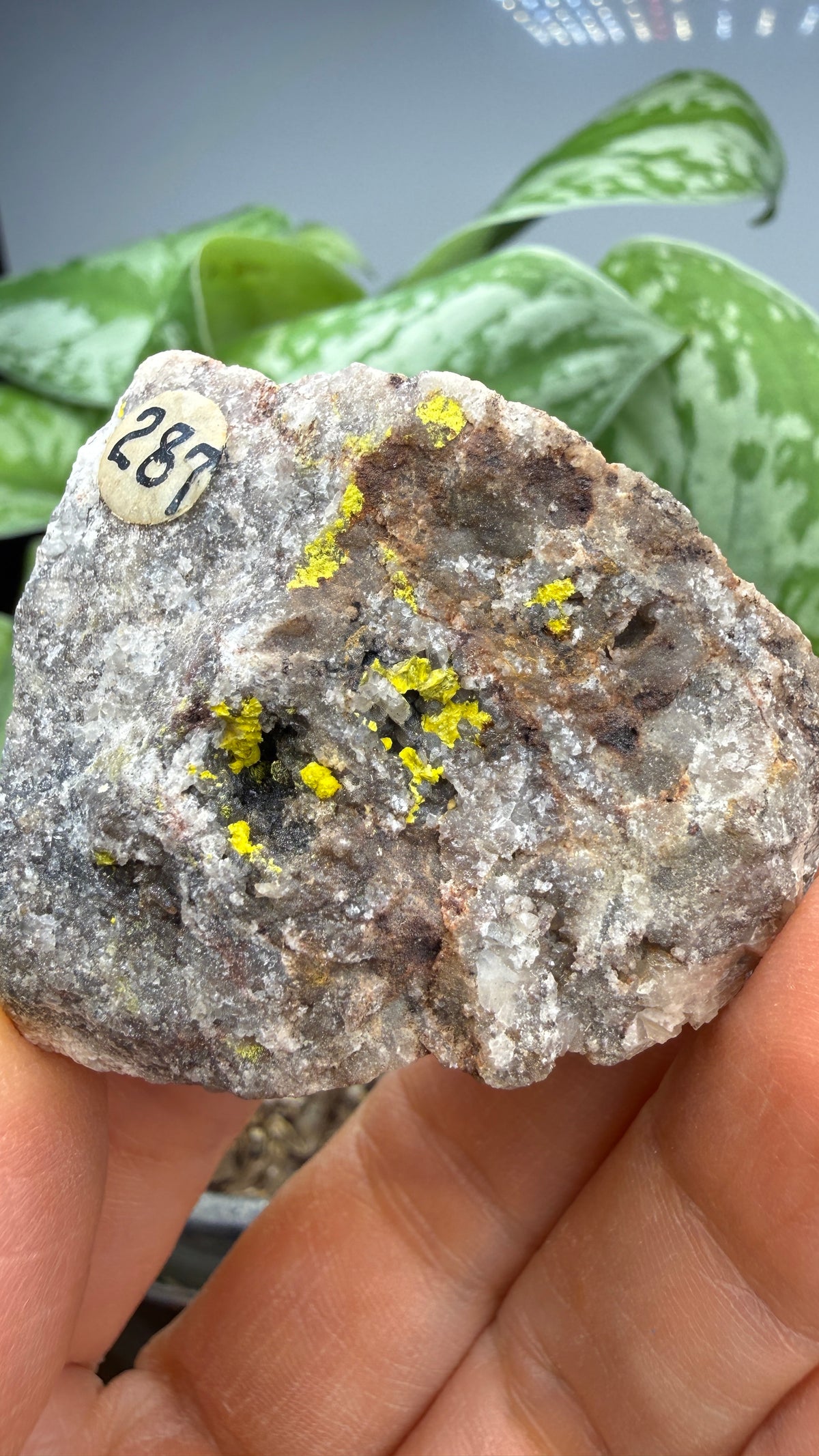 Tyuyamunite– Valencia County, New Mexico