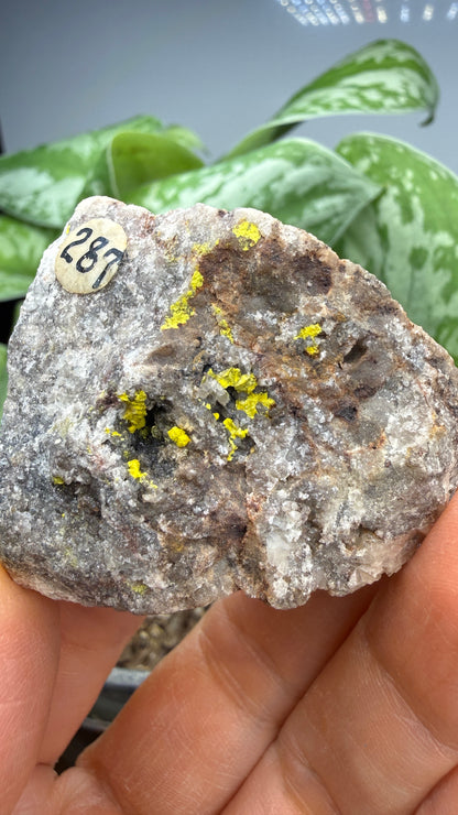 Tyuyamunite– Valencia County, New Mexico