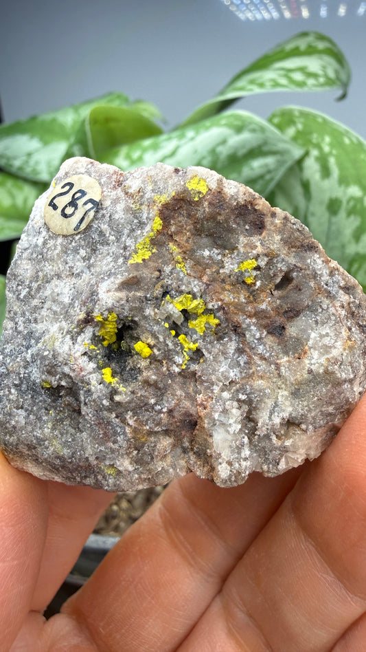 Tyuyamunite– Valencia County, New Mexico