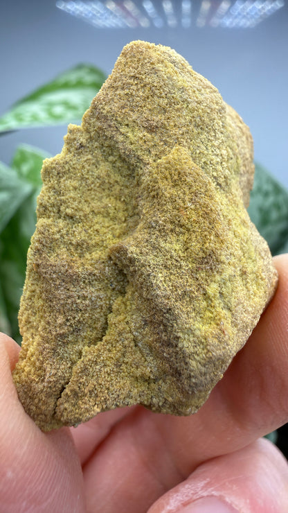 Carnotite- Edgemont Uranium Mining District, Fall River County, Black Hills, South Dakota, USA