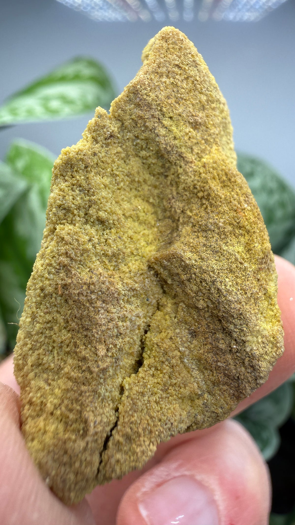 Carnotite- Edgemont Uranium Mining District, Fall River County, Black Hills, South Dakota, USA