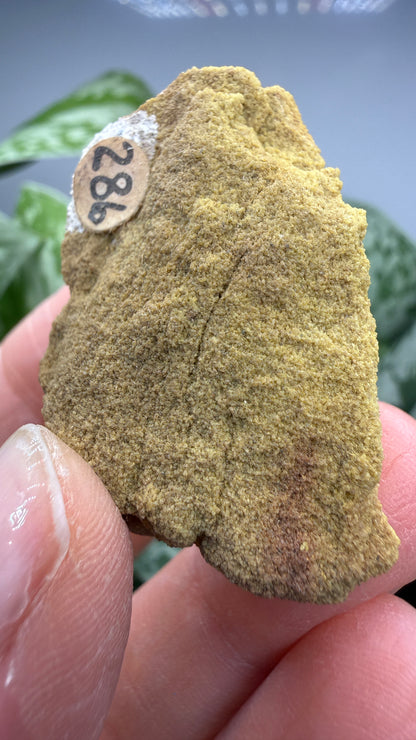 Carnotite- Edgemont Uranium Mining District, Fall River County, Black Hills, South Dakota, USA