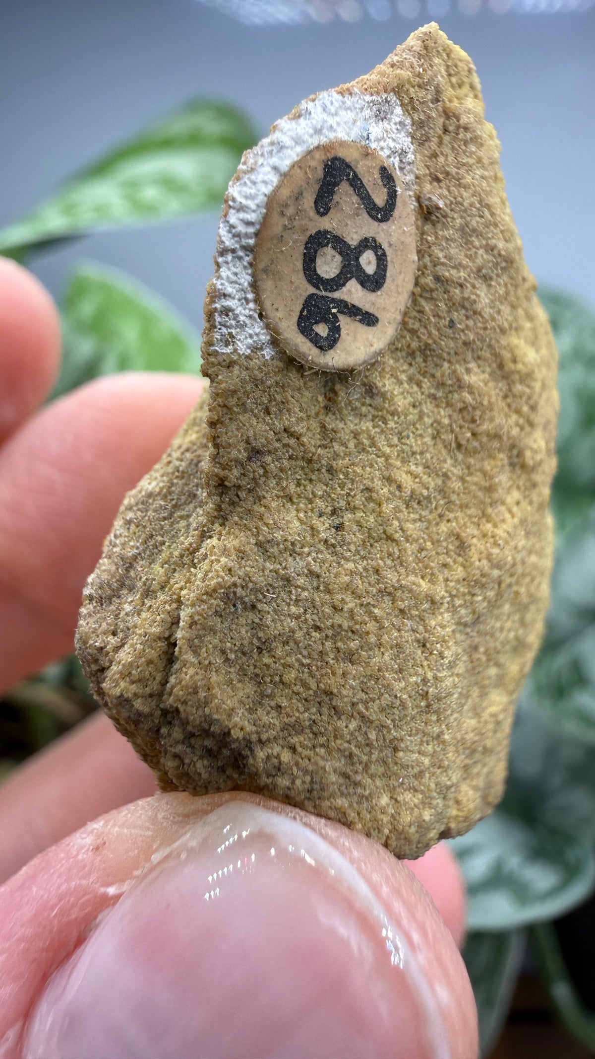 Carnotite- Edgemont Uranium Mining District, Fall River County, Black Hills, South Dakota, USA