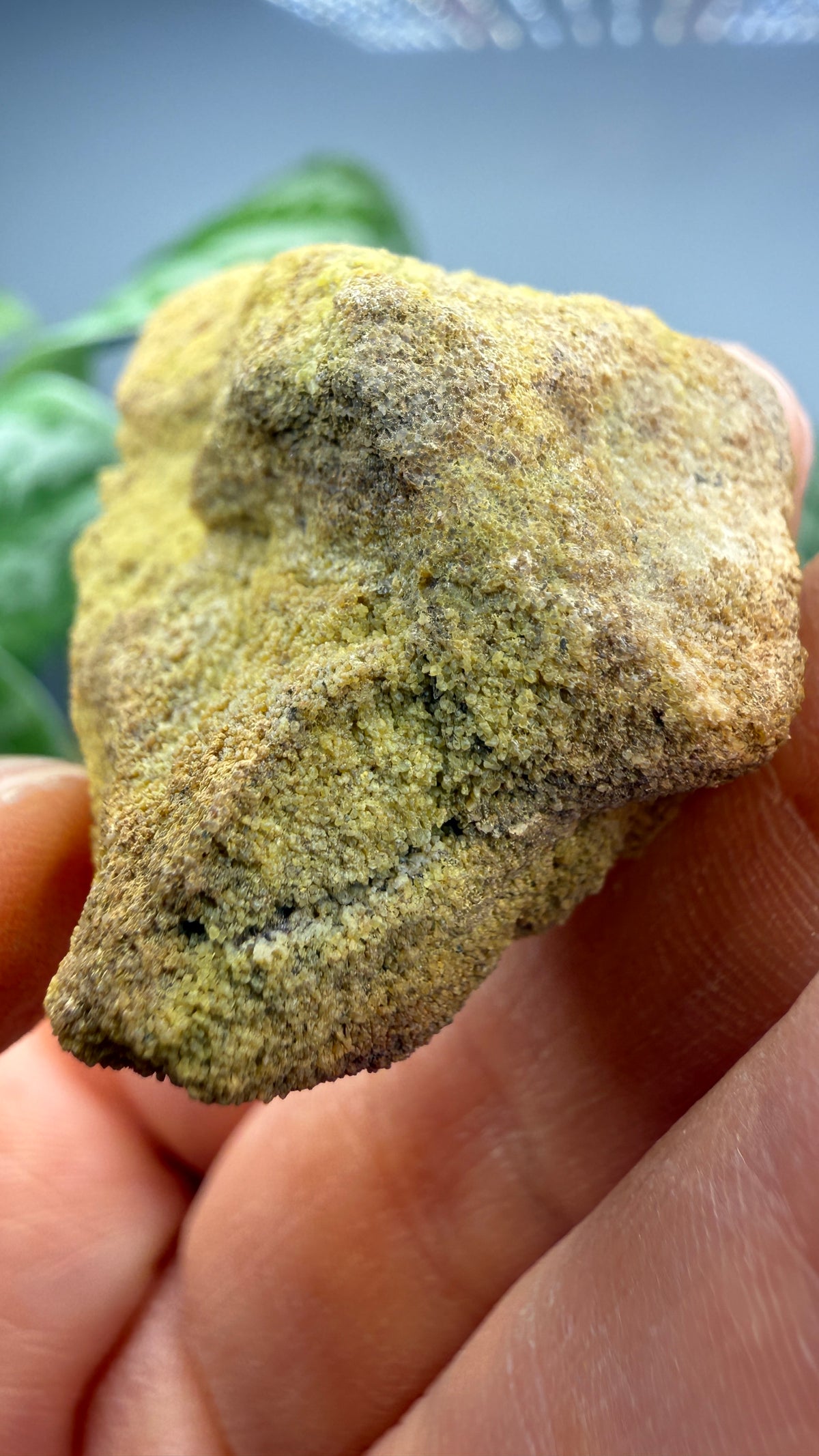 Carnotite- Edgemont Uranium Mining District, Fall River County, Black Hills, South Dakota, USA