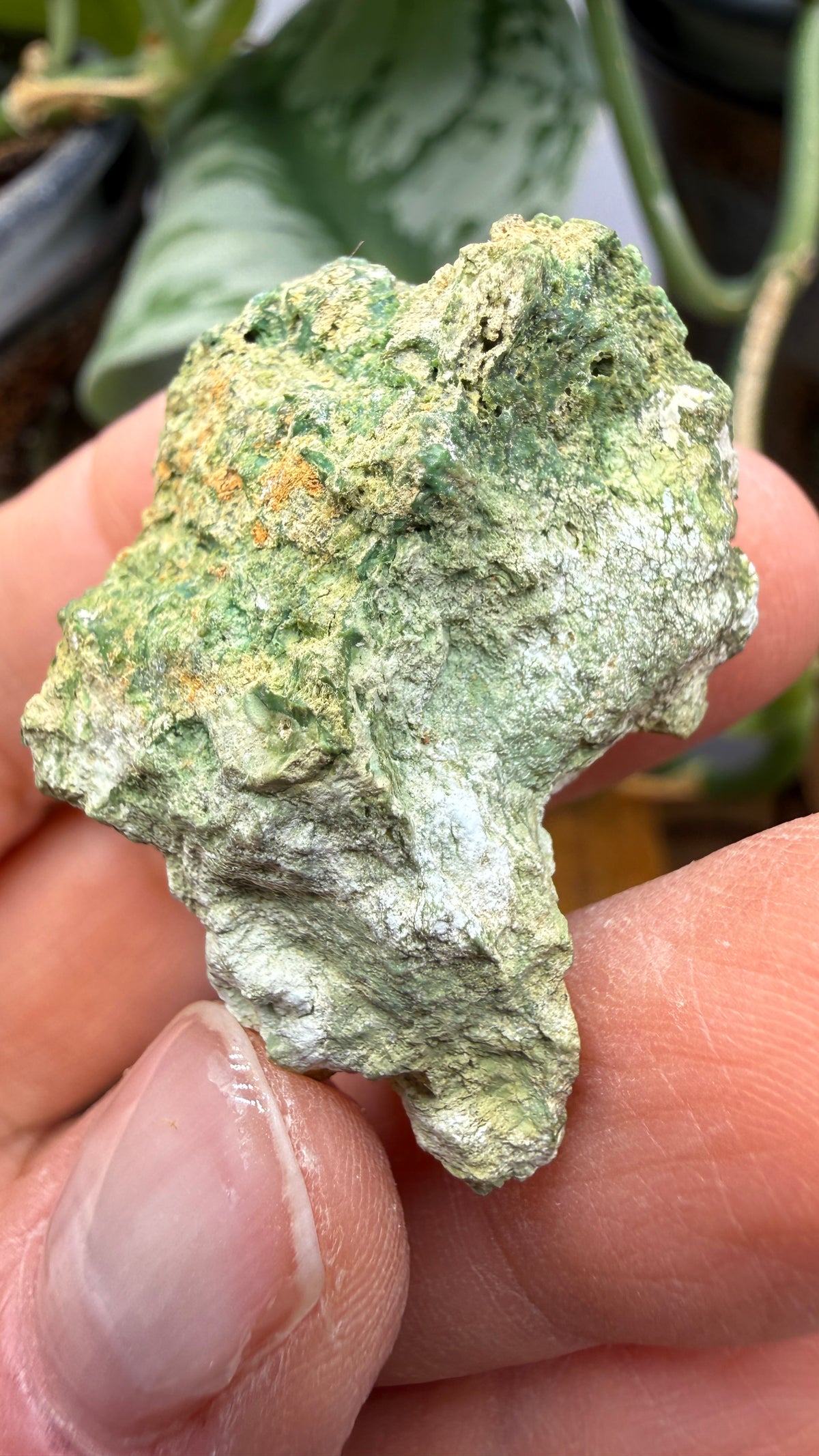 Annabergite with Dixenite- Cottonwood Canyon, Churchill County, Nevada, USA