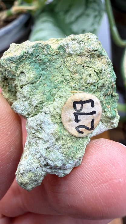 Annabergite with Dixenite- Cottonwood Canyon, Churchill County, Nevada, USA