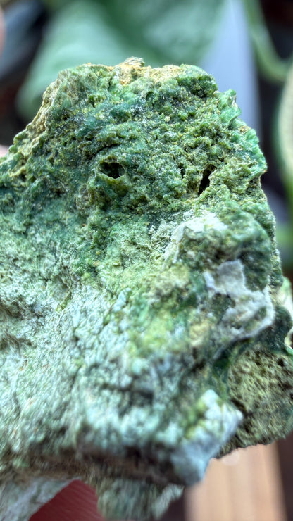 Annabergite with Dixenite- Cottonwood Canyon, Churchill County, Nevada, USA