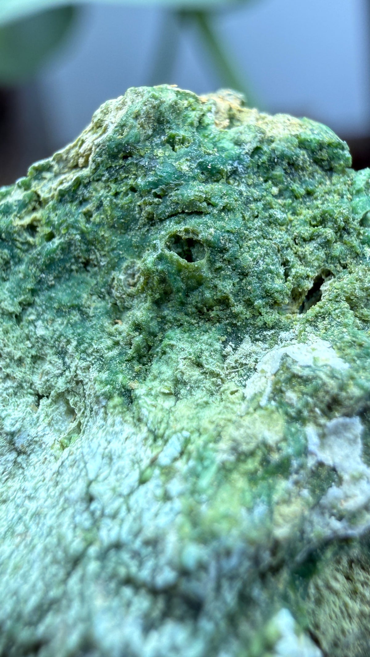Annabergite with Dixenite- Cottonwood Canyon, Churchill County, Nevada, USA