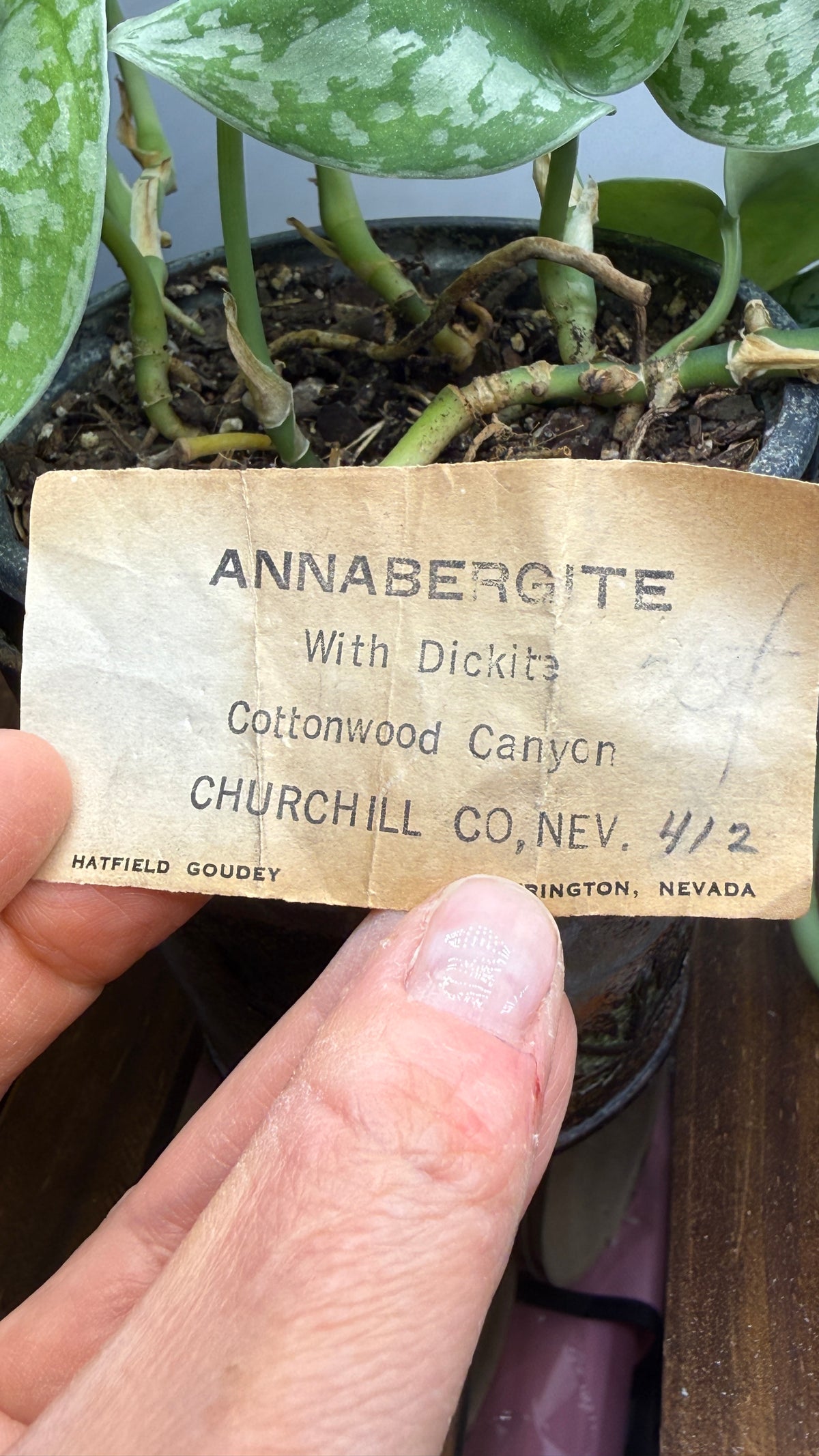 Annabergite with Dixenite- Cottonwood Canyon, Churchill County, Nevada, USA