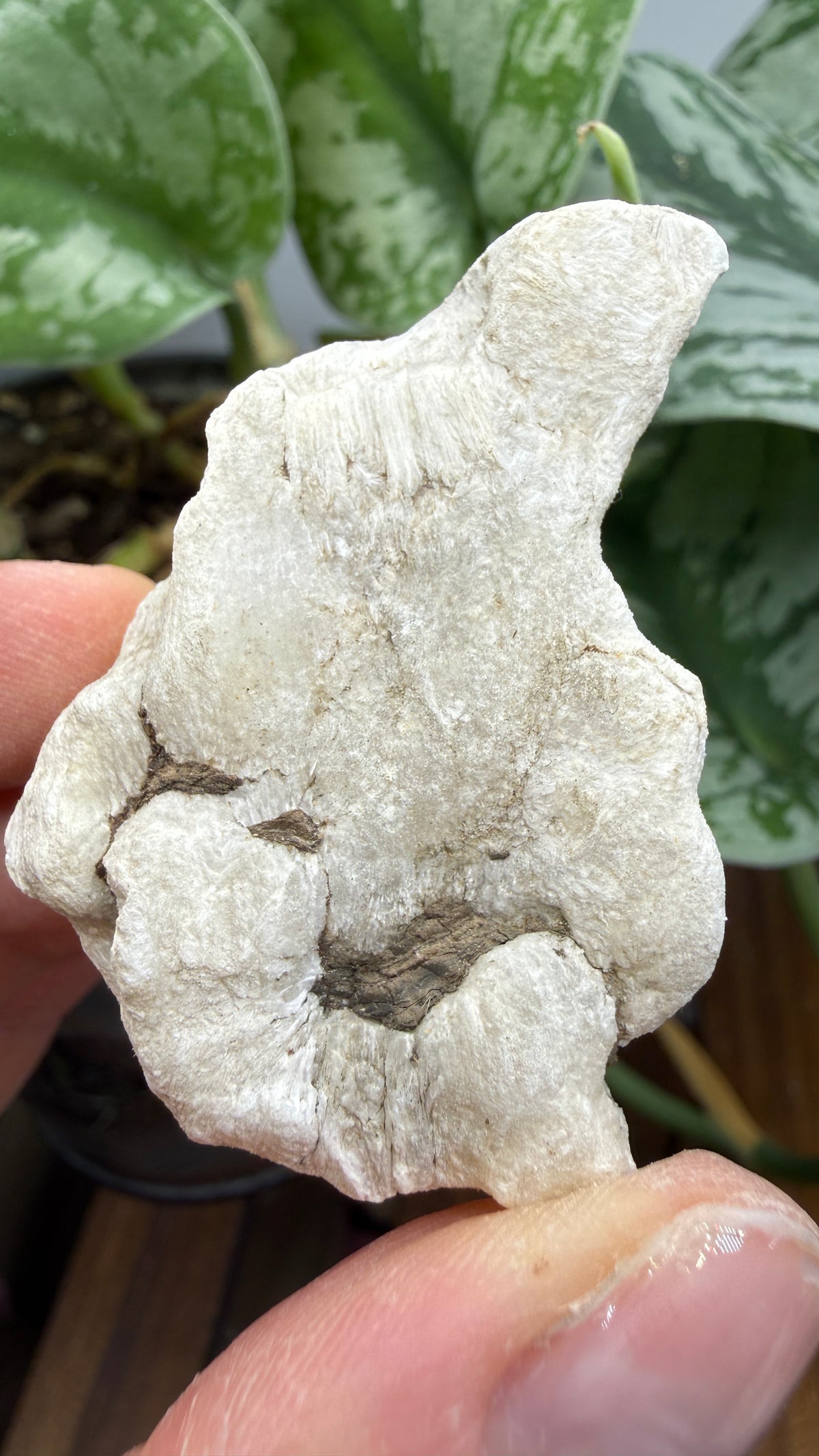 Ulexite– Nevada