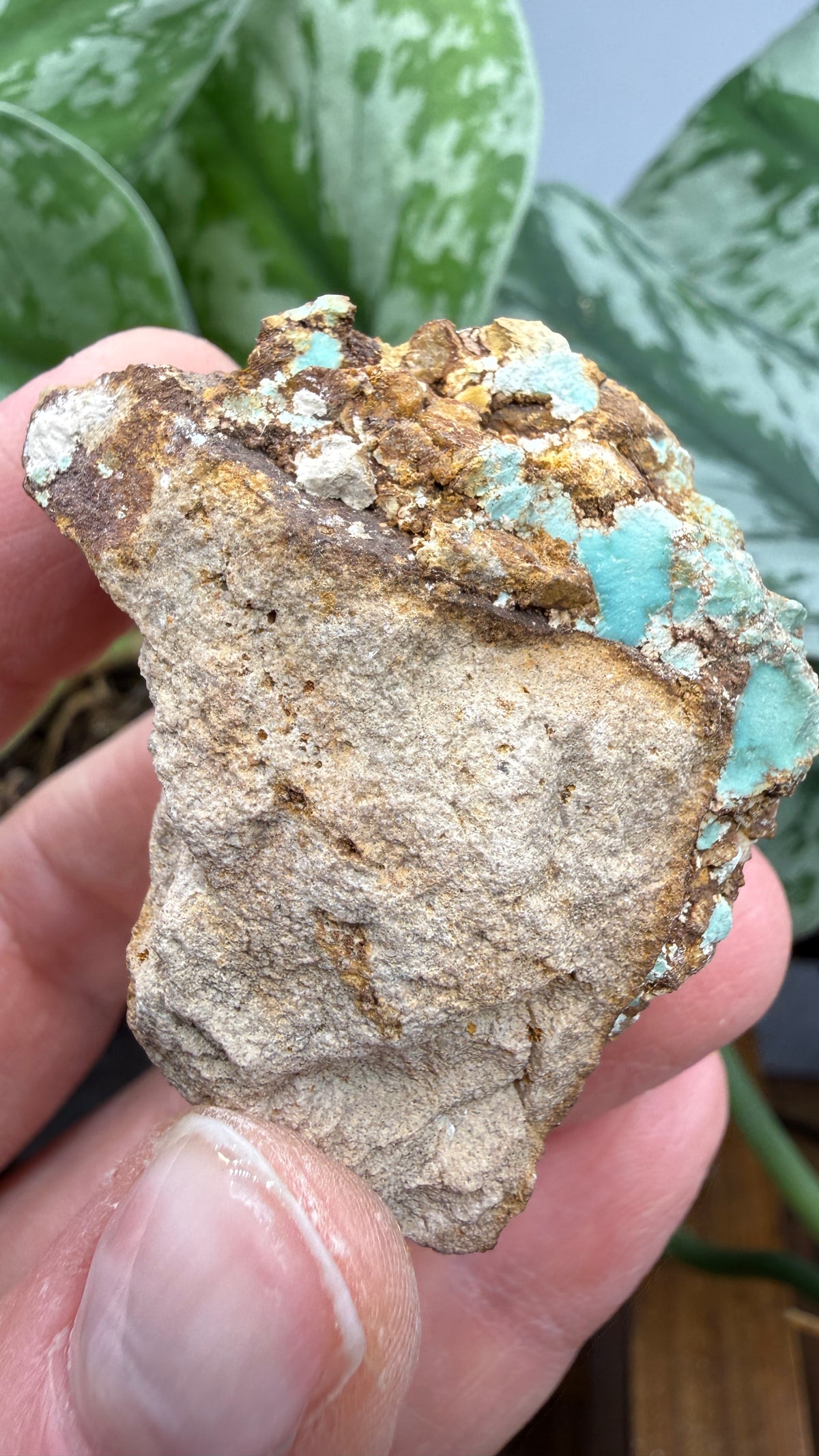 Turquoise– Rosario, Baja California, Mexico