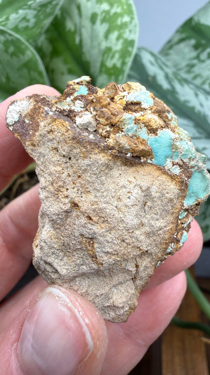 Turquoise– Rosario, Baja California, Mexico
