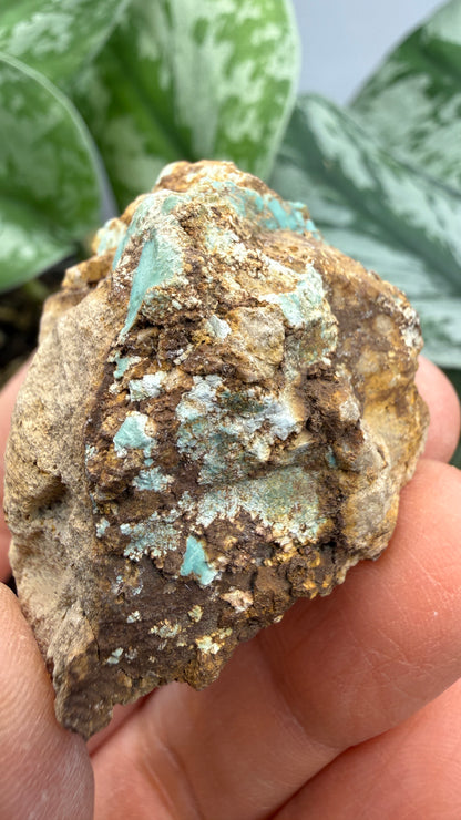 Turquoise– Rosario, Baja California, Mexico