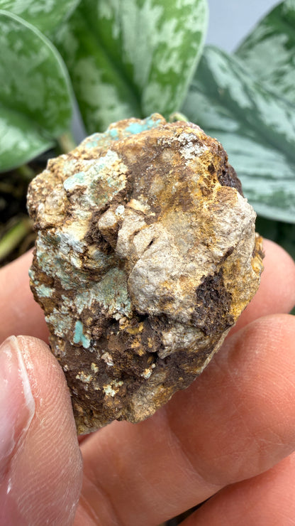 Turquoise– Rosario, Baja California, Mexico