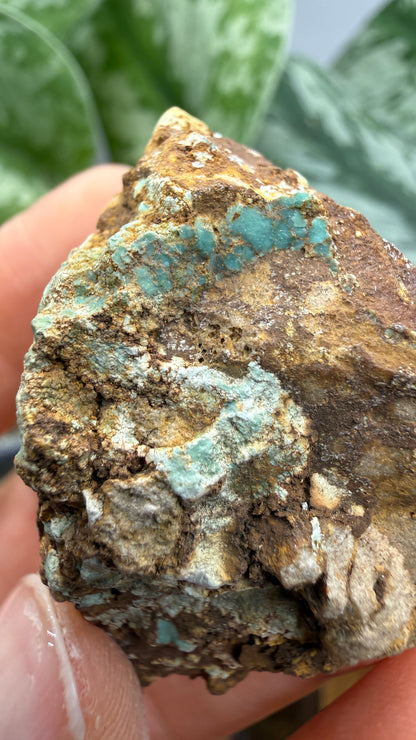 Turquoise– Rosario, Baja California, Mexico