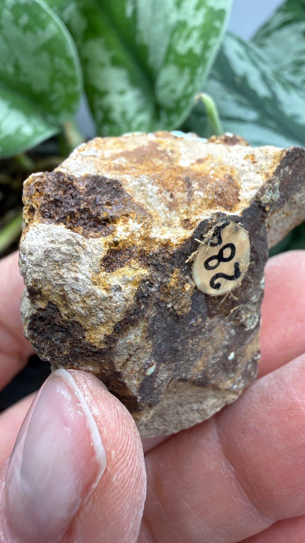 Turquoise– Rosario, Baja California, Mexico