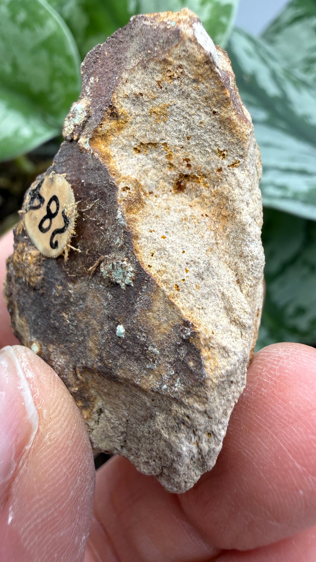 Turquoise– Rosario, Baja California, Mexico