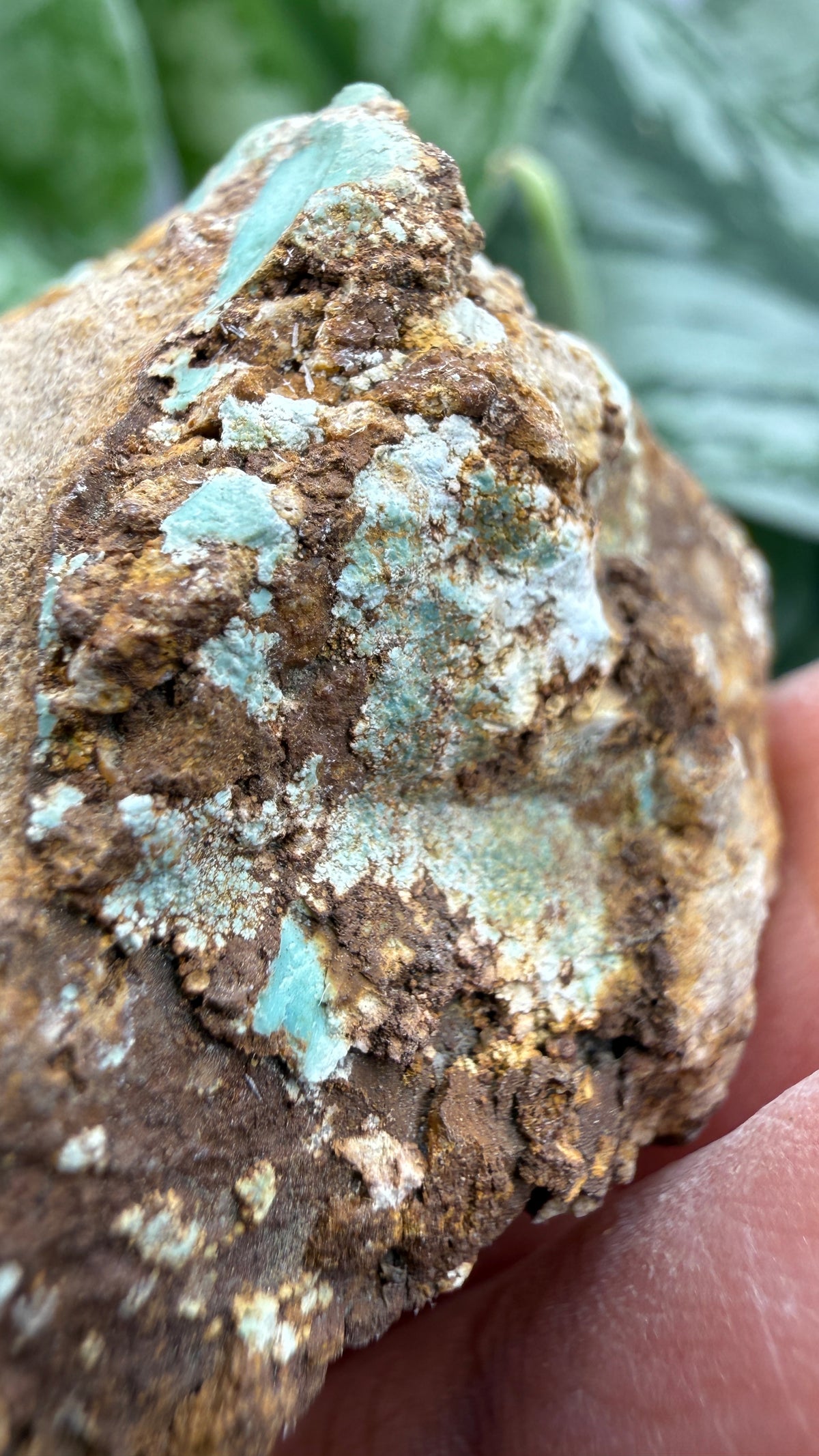 Turquoise– Rosario, Baja California, Mexico