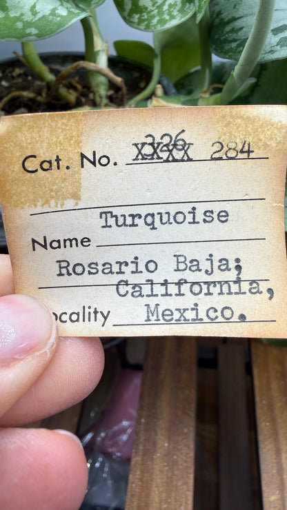 Turquoise– Rosario, Baja California, Mexico