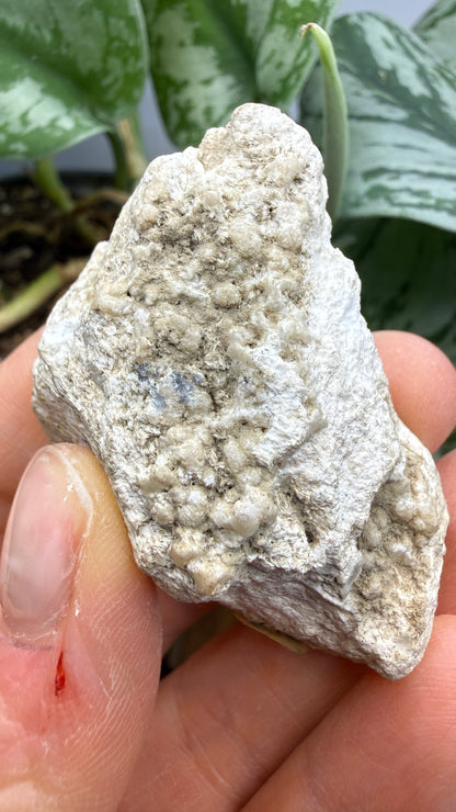 Barite, Galena- Lockport Vein, Lockport, Henry County, Kentucky, USA