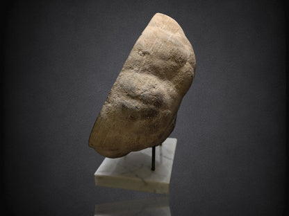 SEPTARIAN NODULE- Polished Face Half- Utah