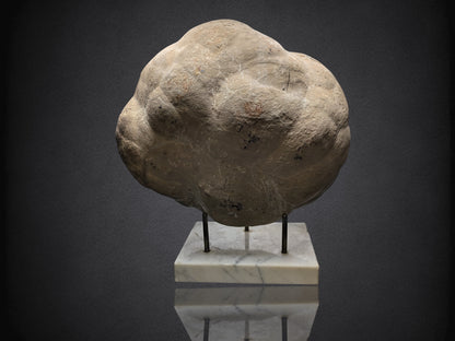 SEPTARIAN NODULE- Polished Face Half- Utah