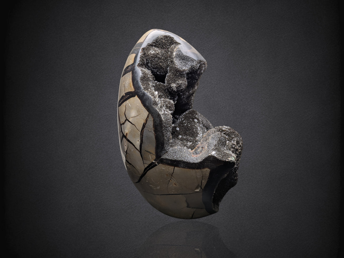 SEPTARIAN NODULE- Standing Cut Base- Morocco