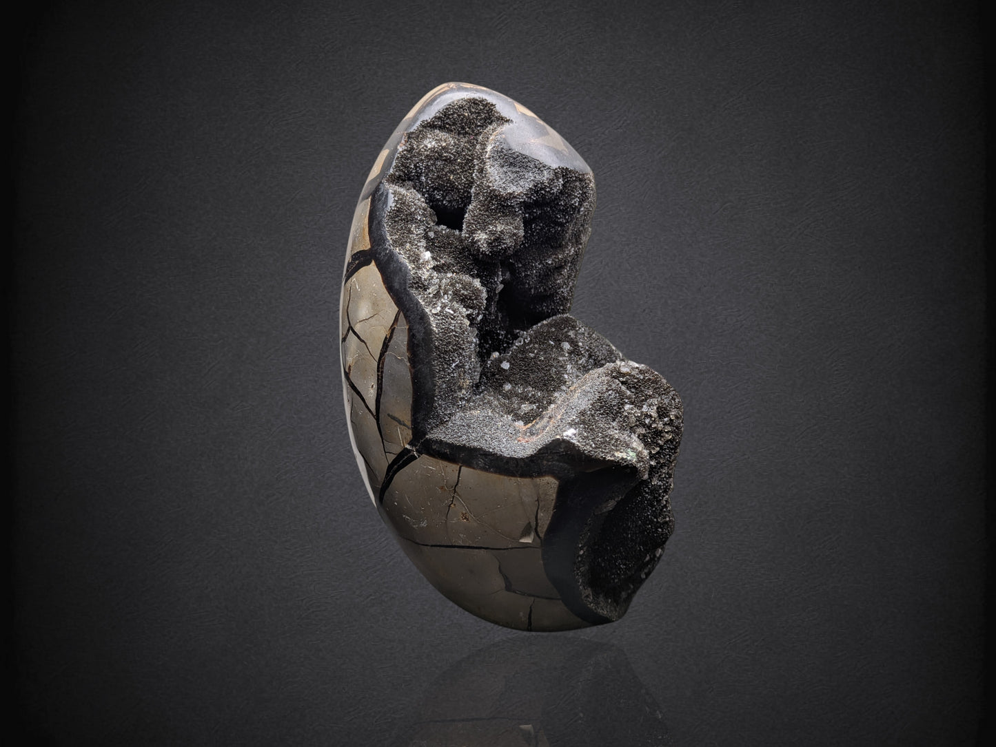 SEPTARIAN NODULE- Standing Cut Base- Morocco