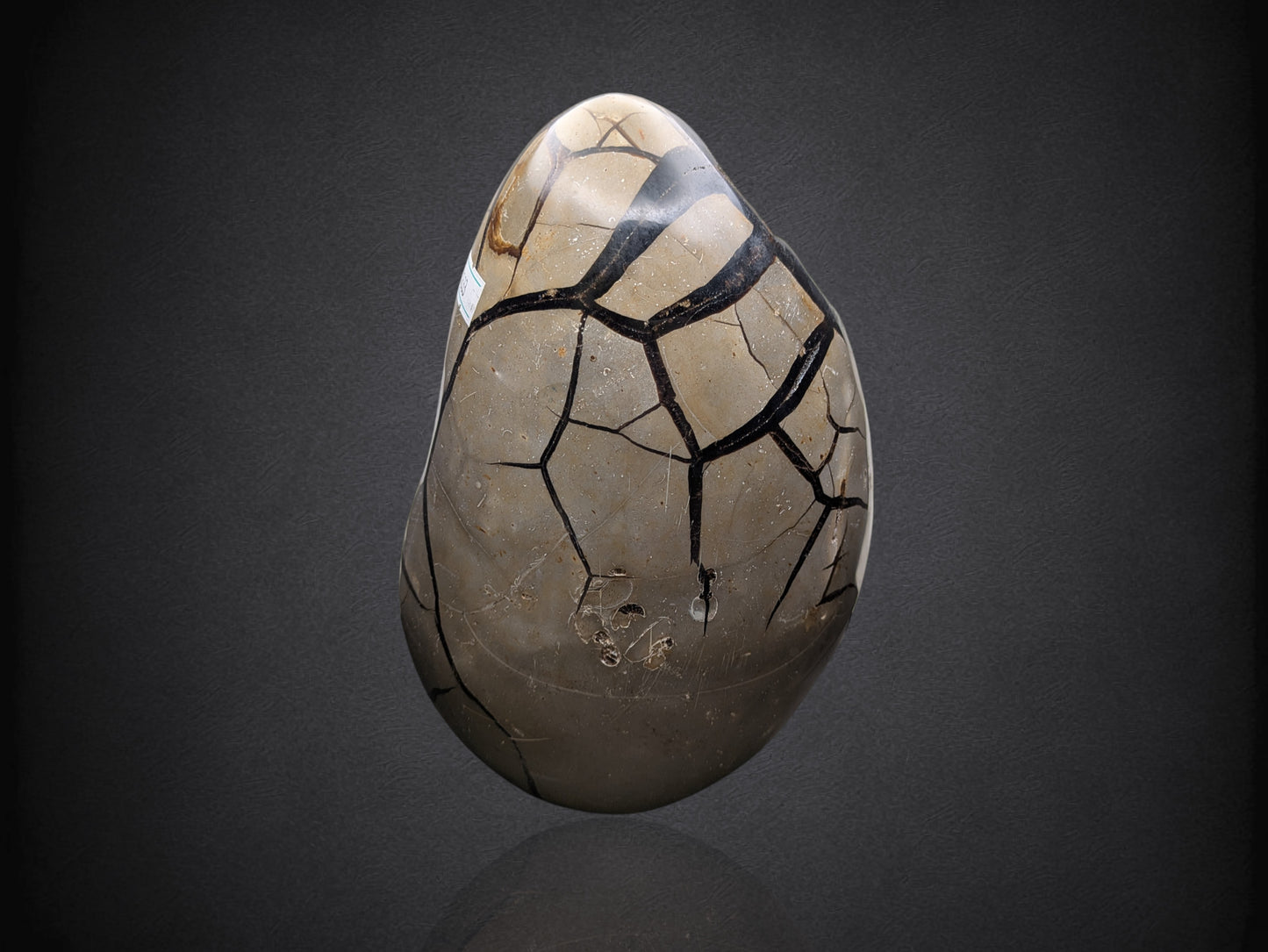 SEPTARIAN NODULE- Standing Cut Base- Morocco