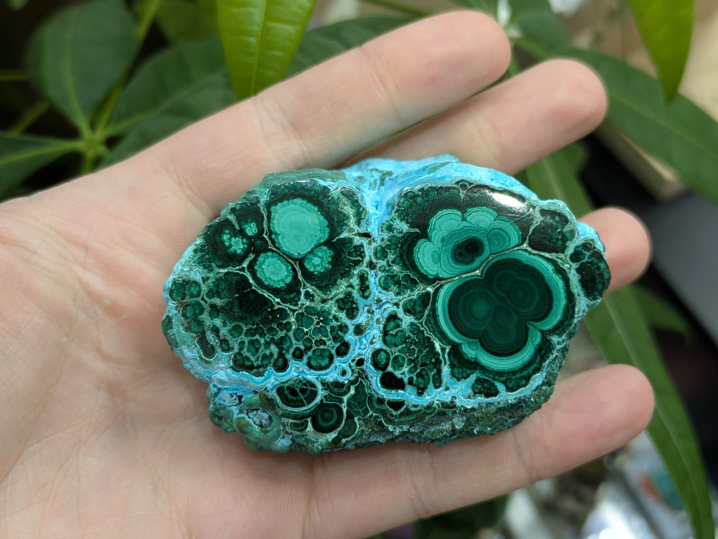 Polished Malacholla Slab