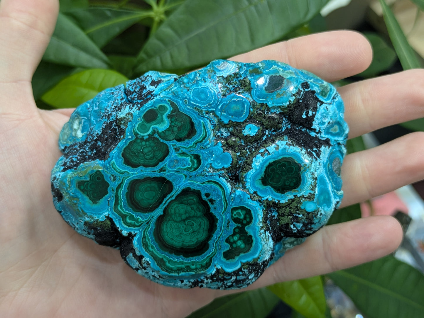 Polished Malacholla Slab