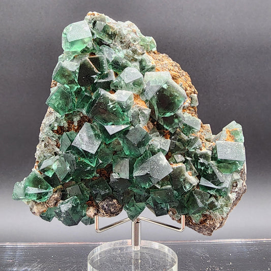 A large cluster of Fluorite, Color Changing crystals from the Greedy Hog Pocket at the Diana Maria Mine in England sits on a rock matrix, supported by a clear stand. The cubic crystals, transparent and varying in size, exhibit natural daylight fluorescence. The neutral gray background highlights the vibrant green of the fluorite. Available from The Crystalary.