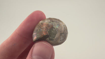 Opalized Ammonite