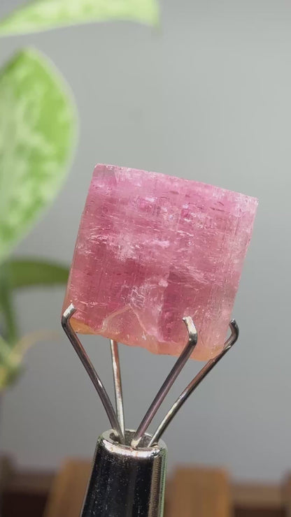 Tourmaline- Água Branca pegmatite, Barra do Salinas, Coronel Murta, Minas Gerais, Brazil