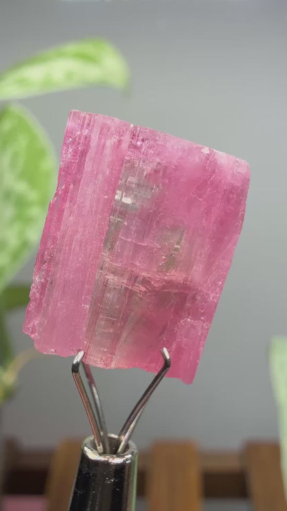 Tourmaline- Água Branca pegmatite, Barra do Salinas, Coronel Murta, Minas Gerais, Brazil