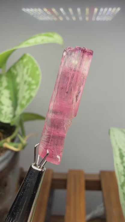 Tourmaline- Água Branca pegmatite, Barra do Salinas, Coronel Murta, Minas Gerais, Brazil