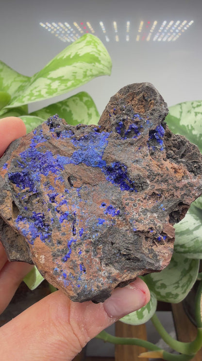 Azurite- Morenci Mine, Morenci, Greenlee County, Arizona, USA