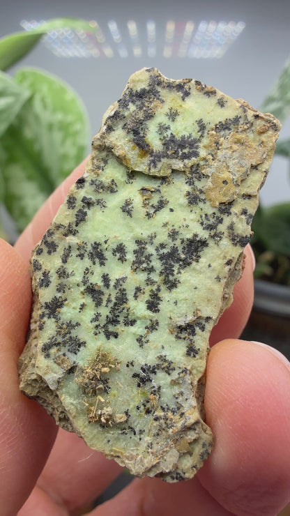 Garnierite- Riddle Mine, Riddle, Riddle Mining District, Douglas County, Oregon, USA