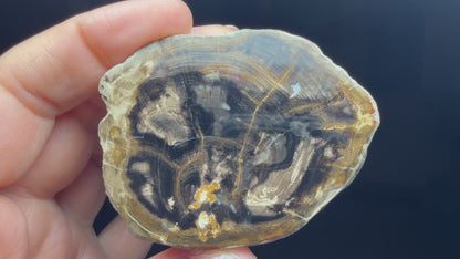 Petrified Wood (Elm)- Attributed to Central Oregon