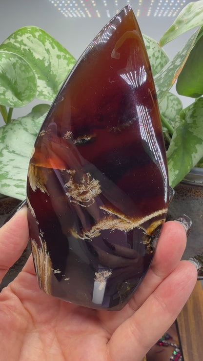 Amber Flame, polished- Indonesia
