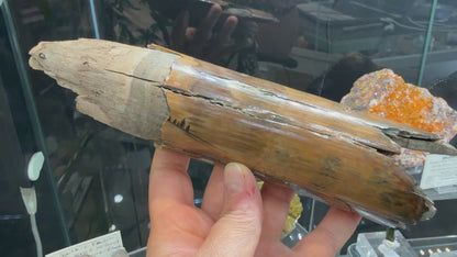 Woolly Mammoth Tusk Section- Prudhoe Bay, Alaska- 8 inches